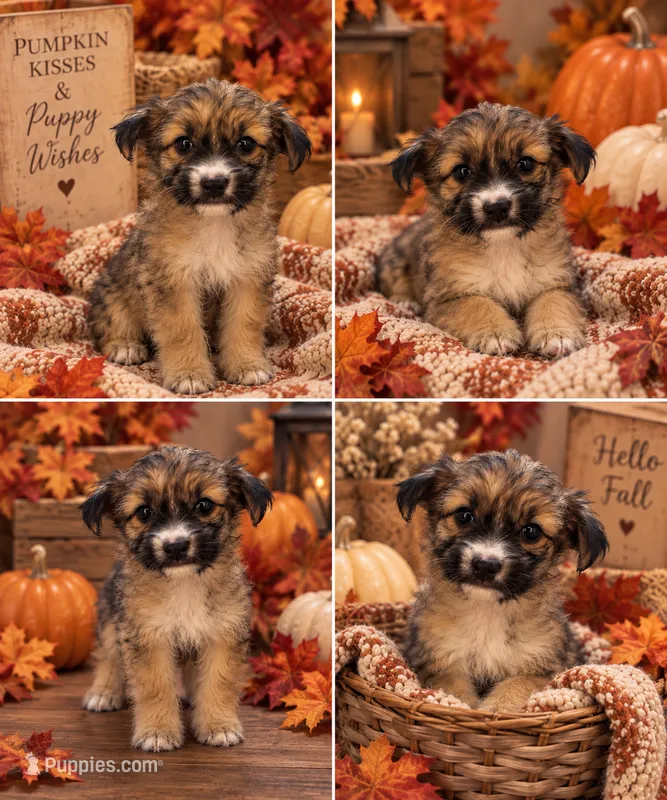 Oakley  – Shihpoo puppy for sale in Sacramento, CA