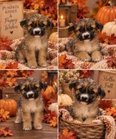 Oakley , a male Shihpoo for sale in Sacramento, CA – 1 of 1