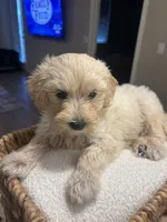 Bella , a female Maltipoo for sale in Sacramento, CA – 3 of 4