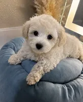 Daisy 🌼 , a female Maltipoo for sale in Sacramento, CA – 2 of 4