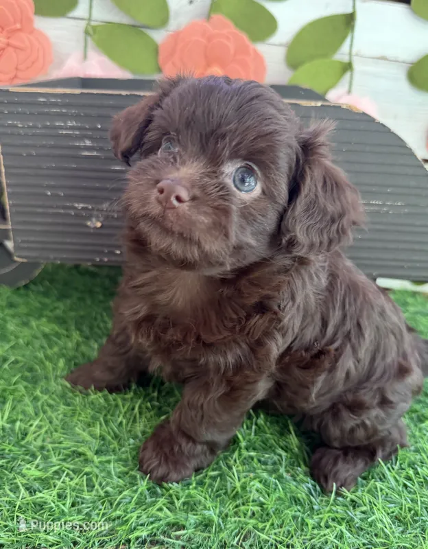 Nutella  – Chihuahua, Poodle - Toy  puppy for sale in Saint Augustine, FL