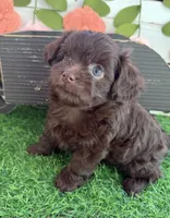 Nutella , a female Chihuahua and Poodle - Toy  for sale in Saint Augustine, FL – 1 of 5