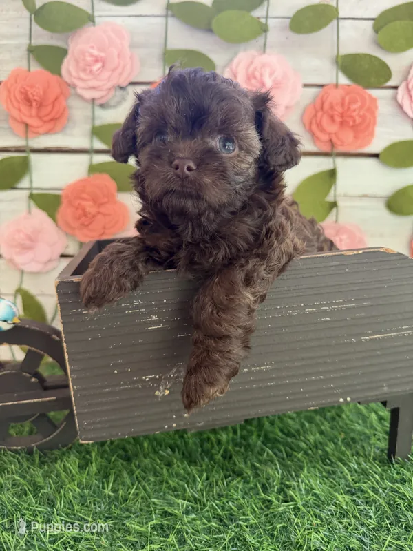 Truffles  – Chihuahua, Poodle - Toy  puppy for sale in Saint Augustine, FL