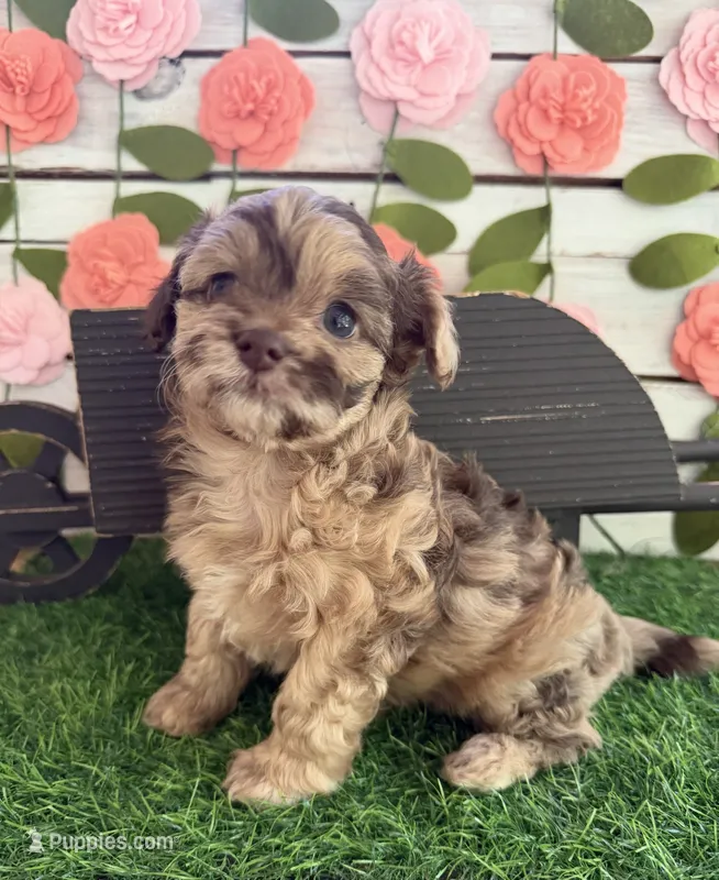 Chunky Monkey  – Chihuahua, Poodle - Toy  puppy for sale in Saint Augustine, FL