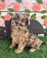 Chunky Monkey , a female Chihuahua and Poodle - Toy  for sale in Saint Augustine, FL – 1 of 7