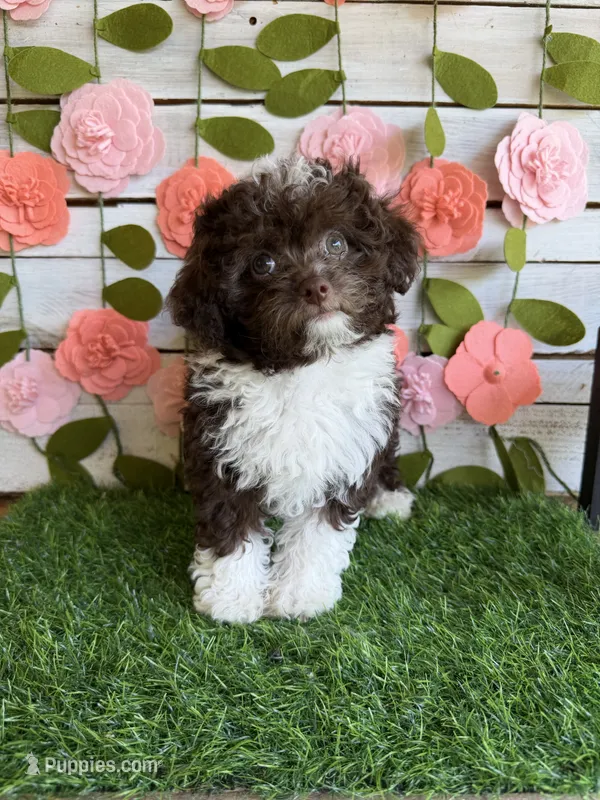 Biscotti  – Chihuahua, Poodle - Toy  puppy for sale in Saint Augustine, FL