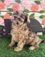 Chunky Monkey , a female Chihuahua and Poodle - Toy  for sale in Saint Augustine, FL – 3 of 7