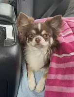 Chunky Monkey , a female Chihuahua and Poodle - Toy  for sale in Saint Augustine, FL – 6 of 7