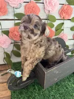 Chunky Monkey , a female Chihuahua and Poodle - Toy  for sale in Saint Augustine, FL – 2 of 7