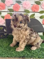 Chunky Monkey , a female Chihuahua and Poodle - Toy  for sale in Saint Augustine, FL – 5 of 7