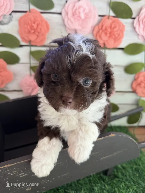 Biscotti  – Chihuahua, Poodle - Toy  puppy for sale in Saint Augustine, FL