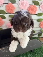 Biscotti , a female Chihuahua and Poodle - Toy  for sale in Saint Augustine, FL – 1 of 7