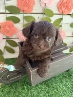 Nutella , a female Chihuahua and Poodle - Toy  for sale in Saint Augustine, FL – 2 of 5