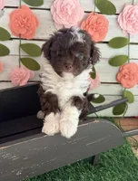 Biscotti , a female Chihuahua and Poodle - Toy  for sale in Saint Augustine, FL – 2 of 7