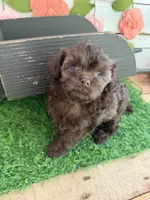 Truffles , a female Chihuahua and Poodle - Toy  for sale in Saint Augustine, FL – 2 of 7
