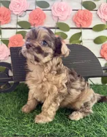 Chunky Monkey , a female Chihuahua and Poodle - Toy  for sale in Saint Augustine, FL – 4 of 7