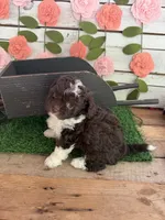 Biscotti , a female Chihuahua and Poodle - Toy  for sale in Saint Augustine, FL – 5 of 7