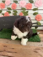 Biscotti , a female Chihuahua and Poodle - Toy  for sale in Saint Augustine, FL – 3 of 7