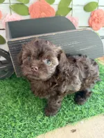 Truffles , a female Chihuahua and Poodle - Toy  for sale in Saint Augustine, FL – 5 of 7