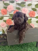 Truffles , a female Chihuahua and Poodle - Toy  for sale in Saint Augustine, FL – 4 of 7