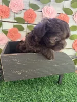 Truffles , a female Chihuahua and Poodle - Toy  for sale in Saint Augustine, FL – 3 of 7