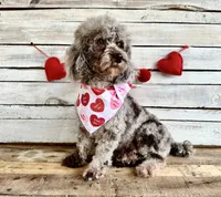 Nutella , a female Chihuahua and Poodle - Toy  for sale in Saint Augustine, FL – 5 of 5