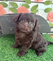 Nutella , a female Chihuahua and Poodle - Toy  for sale in Saint Augustine, FL – 3 of 5