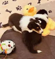 Teddy, a male Collie for sale in Newcastle, WY – Photo 6 of 6