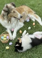 Teddy, a male Collie for sale in Newcastle, WY – Photo 4 of 6