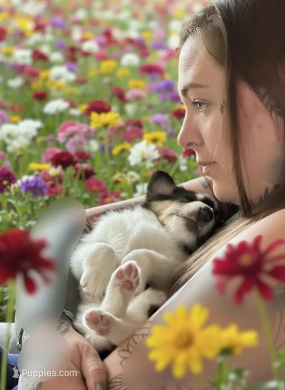 Teddy – Collie puppy for sale in Newcastle, WY