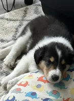 Teddy, a male Collie for sale in Newcastle, WY – Photo 2 of 6