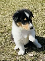 Teddy, a male Collie for sale in Newcastle, WY – Photo 3 of 6