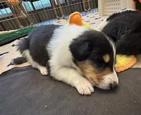 Teddy, a male Collie for sale in Newcastle, WY – Photo 5 of 6