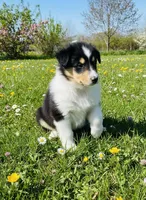 Abe, a male Collie for sale in Newcastle, WY – Photo 2 of 5