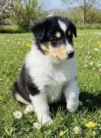 Abe, a male Collie for sale in Newcastle, WY – Photo 1 of 5
