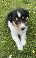 Abe, a male Collie for sale in Newcastle, WY – Photo 5 of 5