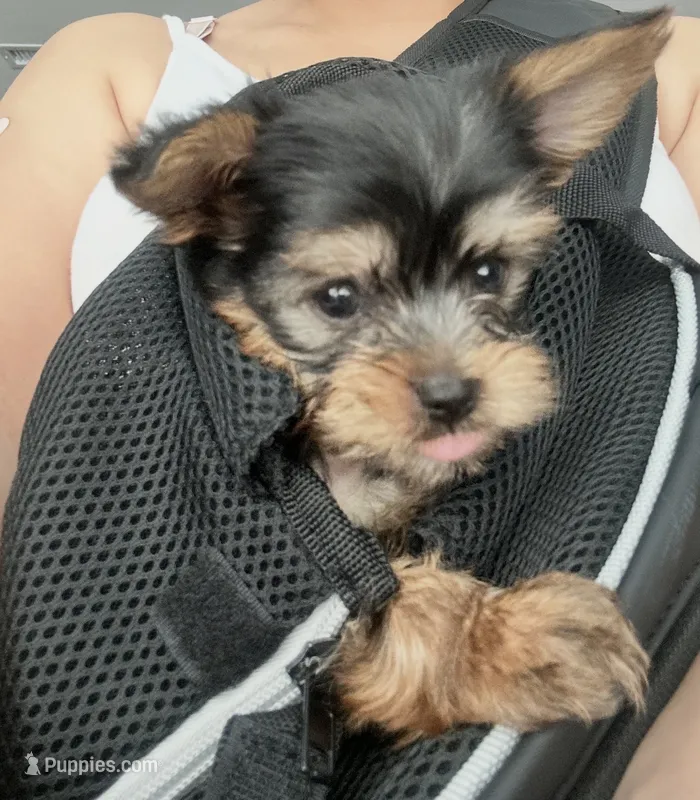 Rocky – Yorkshire Terrier puppy for sale in Union, NJ