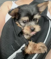 Rocky, a male Yorkshire Terrier for sale in Union, NJ – 1 of 1