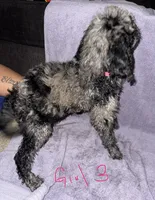 India, a female Goldendoodle for sale in Granite Falls, NC – 1 of 1