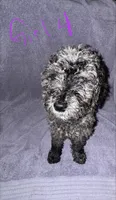 Delta, a female Goldendoodle for sale in Granite Falls, NC – 2 of 2