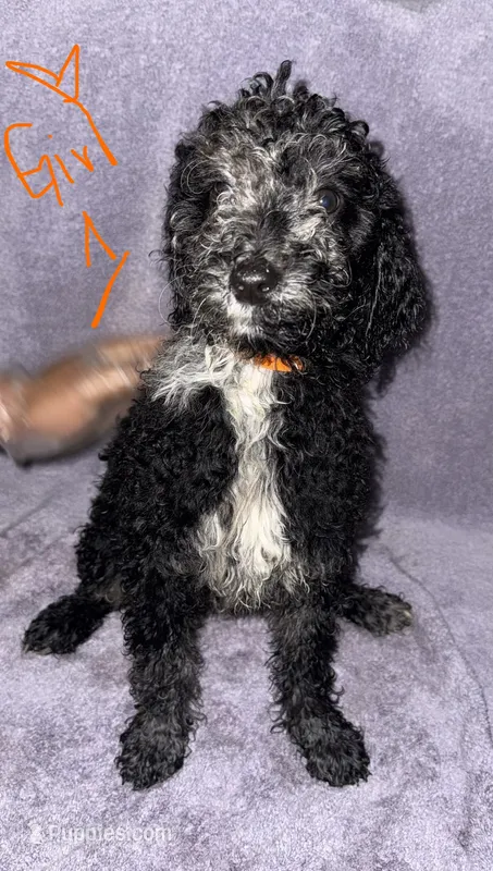 Luna – Goldendoodle puppy for sale in Granite Falls, NC