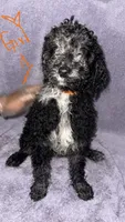 Luna, a female Goldendoodle for sale in Granite Falls, NC – 1 of 2