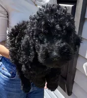 Charlie, a male Goldendoodle for sale in Granite Falls, NC – 1 of 1
