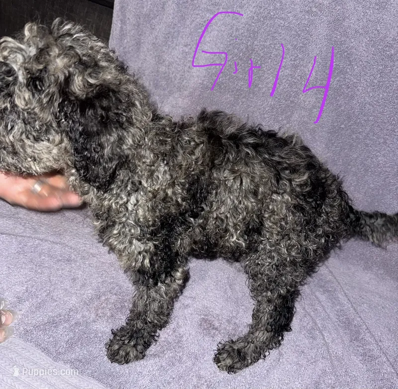 Delta – Goldendoodle puppy for sale in Granite Falls, NC