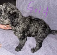 Delta, a female Goldendoodle for sale in Granite Falls, NC – 1 of 2