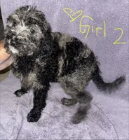 Jess, a female Goldendoodle for sale in Granite Falls, NC – 2 of 2