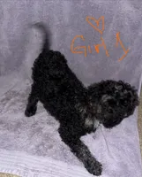 Luna, a female Goldendoodle for sale in Granite Falls, NC – 2 of 2
