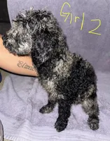 Jess, a female Goldendoodle for sale in Granite Falls, NC – 1 of 2