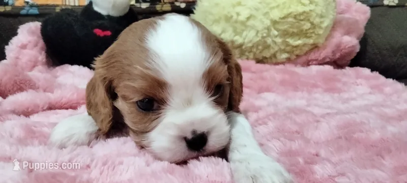 Ellie  – Cavalier King Charles Spaniel puppy for sale in Cedar Point, KS