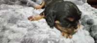 Chief, a male Cavalier King Charles Spaniel for sale in Cedar Point, KS – 1 of 3